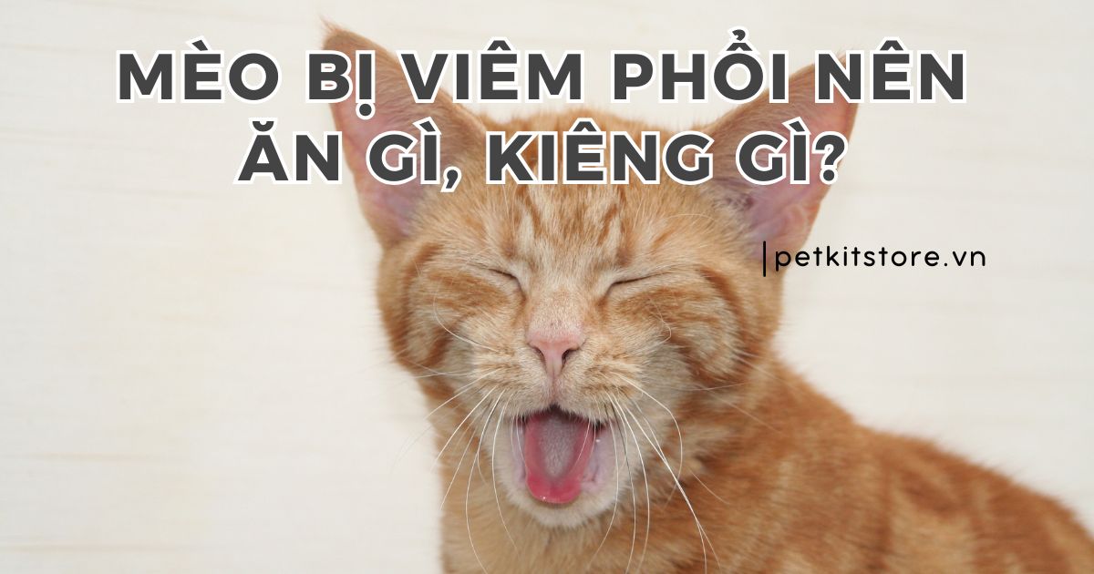 Mèo bị viêm phổi nên ăn gì, kiêng gì để hồi phục sớm?