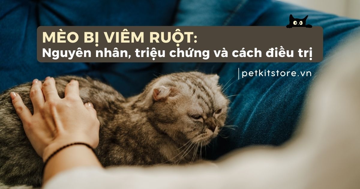 Mèo bị viêm ruột: Nguyên nhân, dấu hiệu và cách trị hiệu quả