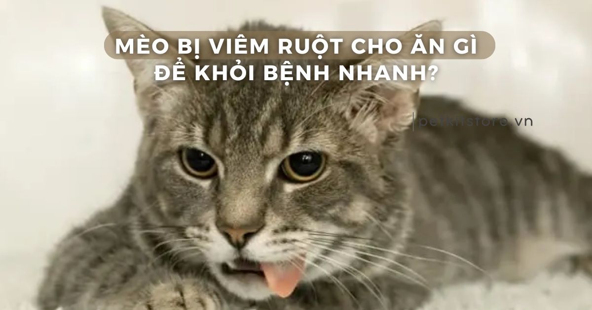 Mèo bị viêm ruột cho ăn gì để khỏi bệnh nhanh?
