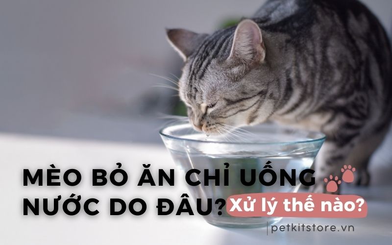 Mèo bỏ ăn chỉ uống nước do đâu? Xử lý thế nào cho đúng?
