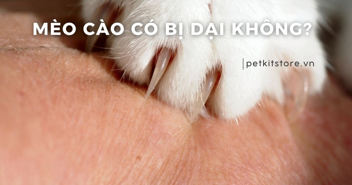 Mèo cào có bị dại không? Có cần tiêm phòng không?