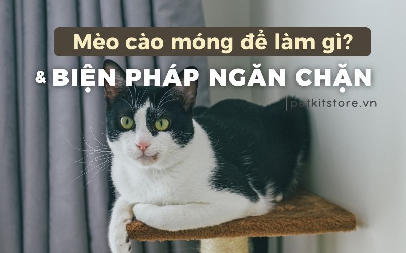 Mèo cào móng để làm gì? Có cần phải ngăn chặn?