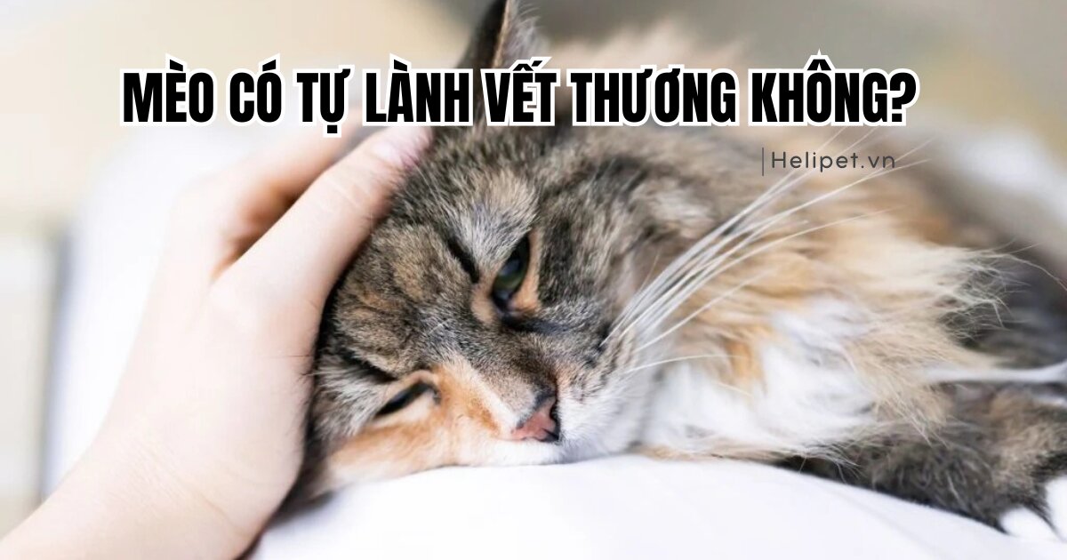 Cách khử mùi phân mèo hiệu quả cho không gian kín
