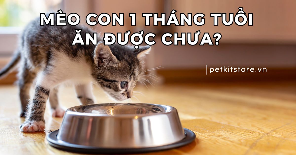 Mèo con 1 tháng tuổi ăn được chưa? Ăn được những gì