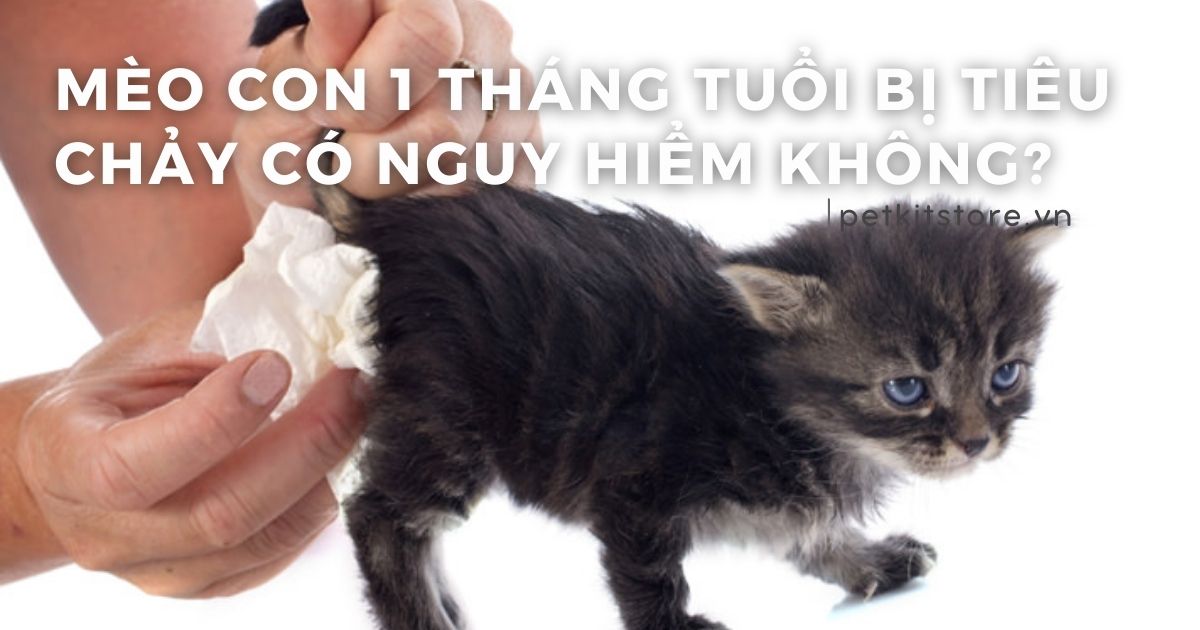 Mèo con 1 tháng tuổi bị tiêu chảy có nguy hiểm không?