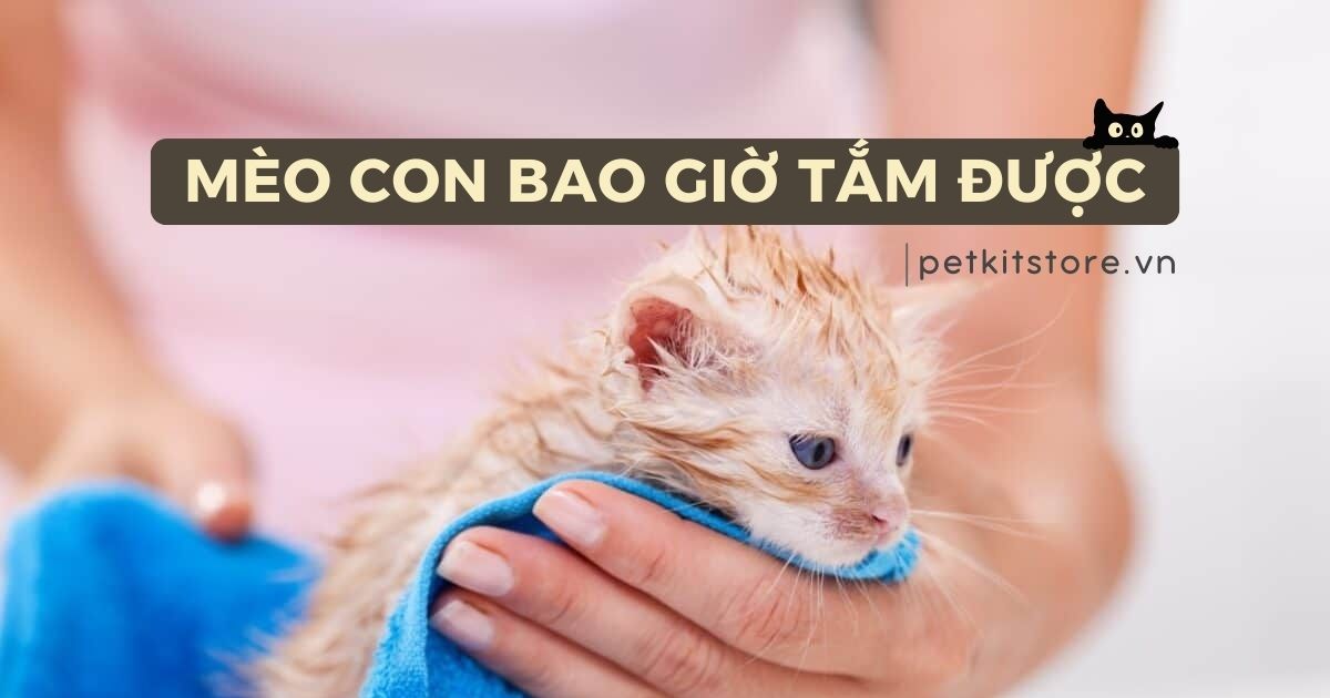 Mèo con bao giờ tắm được? Những lưu ý cần biết