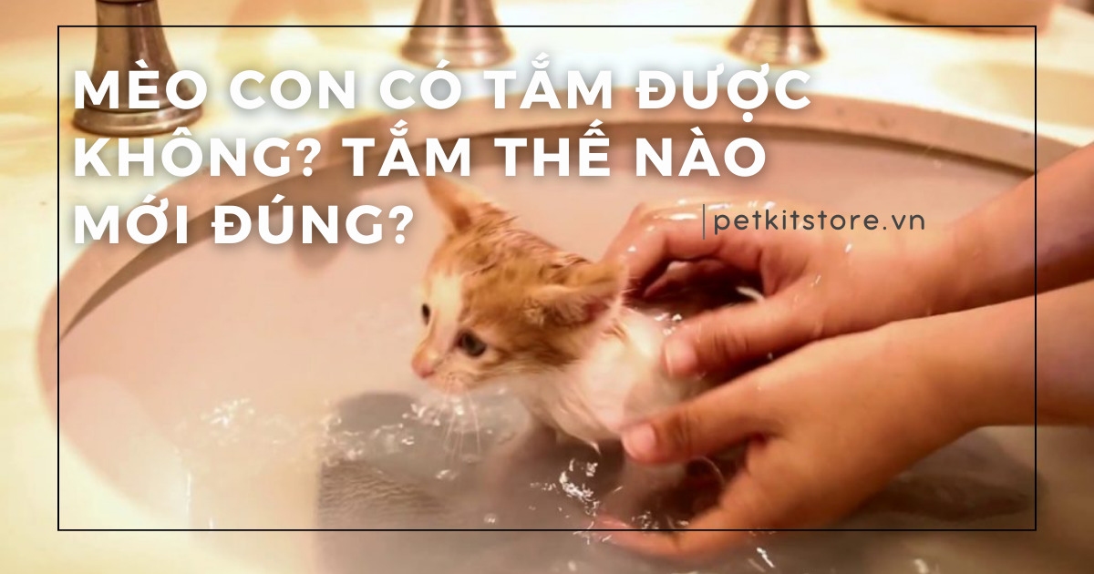 Mèo con có tắm được không? Tắm thế nào mới đúng?