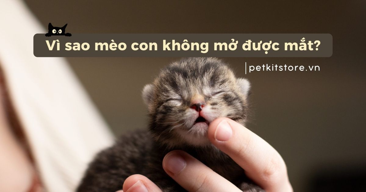 Vì sao mèo con không mở được mắt? Nguyên nhân và cách xử lý