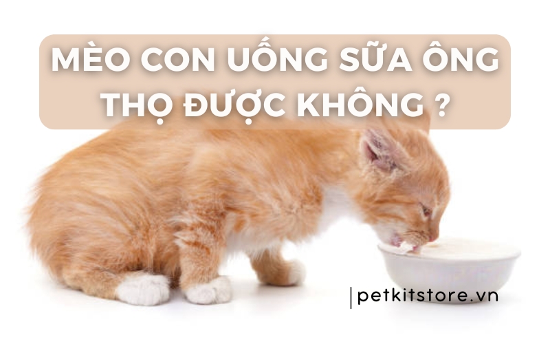 Cho mèo con uống sữa ông Thọ được không?