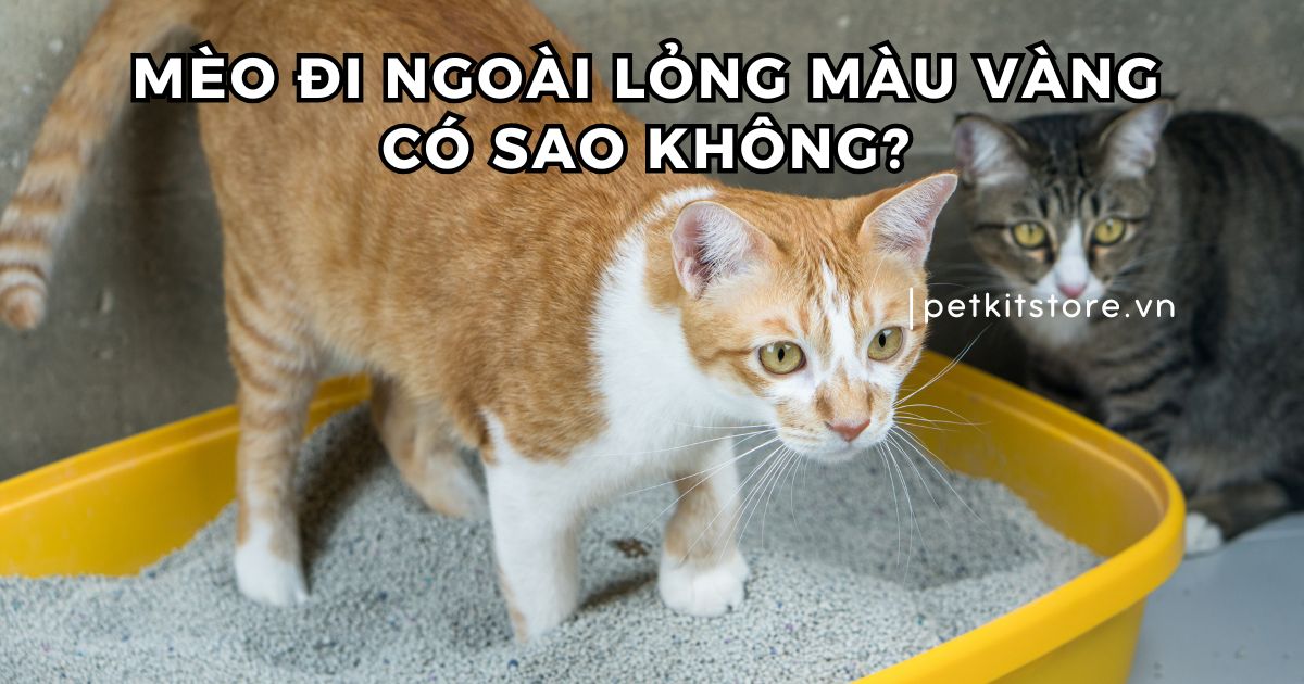 Mèo đi ngoài lỏng màu vàng có sao không?