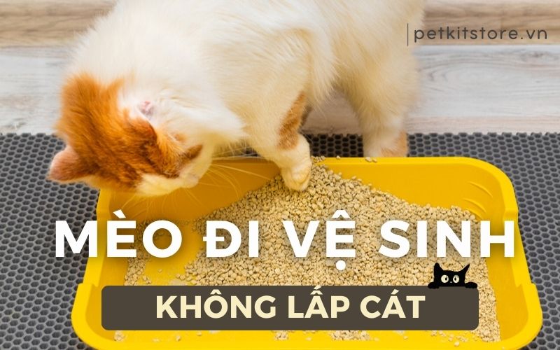 Vì sao mèo đi vệ sinh không lấp cát và cách khắc phục
