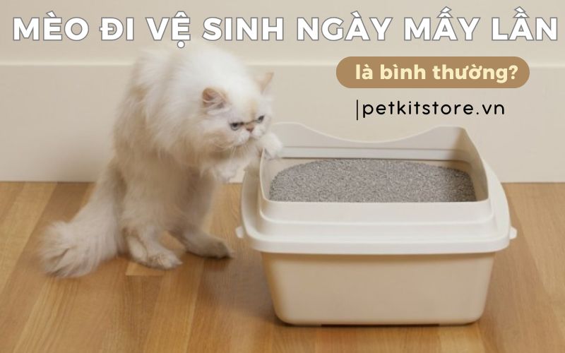 Mèo đi tiểu bao nhiều lần 1 ngày?