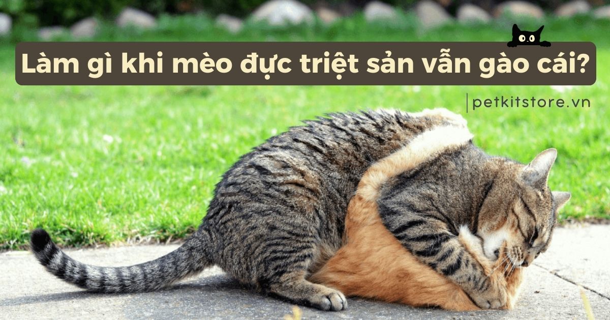 Làm gì khi mèo đực triệt sản vẫn gào cái?