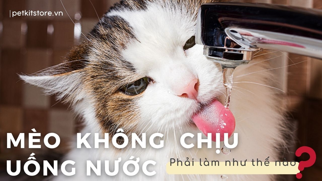 Nguyên nhân mèo không uống nước và cách giải quyết?