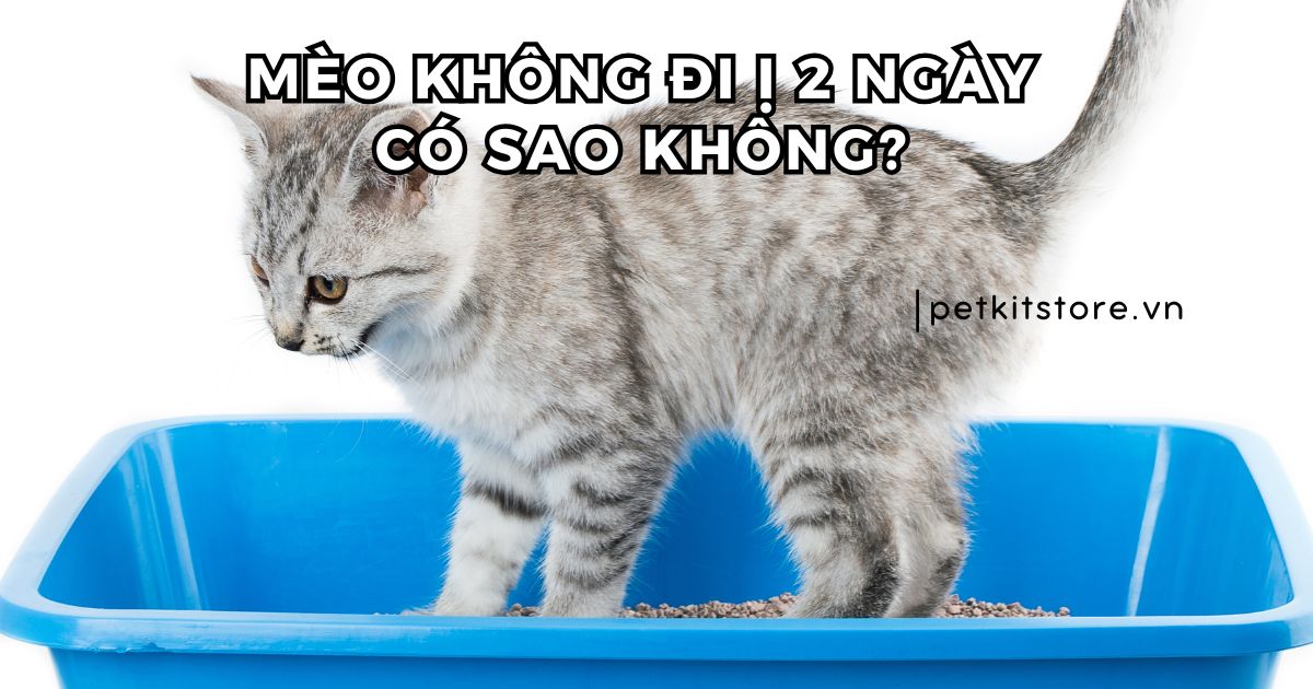 Mèo không đi ị 2 ngày có sao không? Nguyên nhân do đâu?