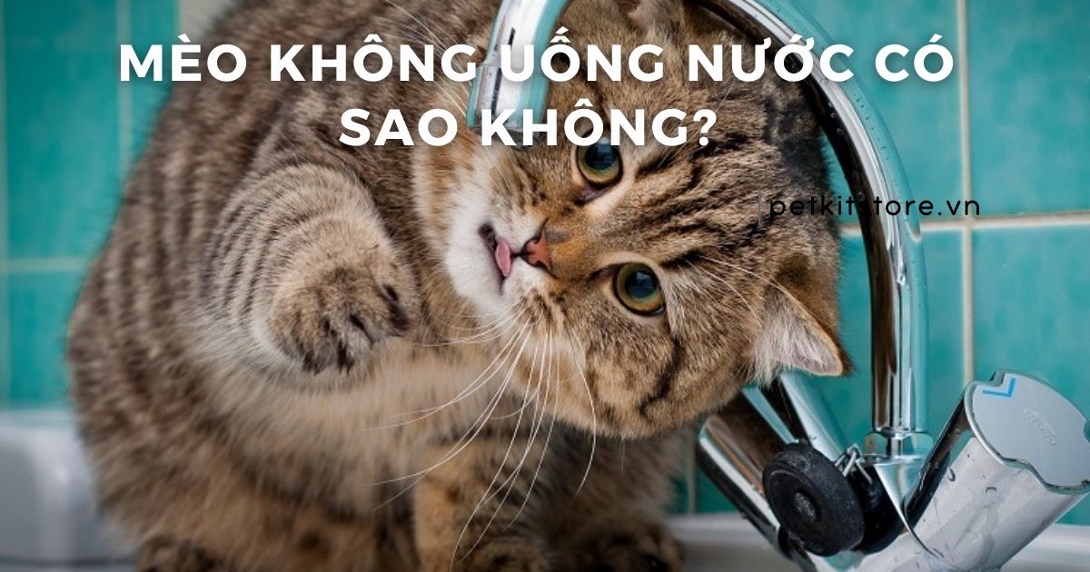 Mèo không uống nước có sao không? Giải pháp khắc phục