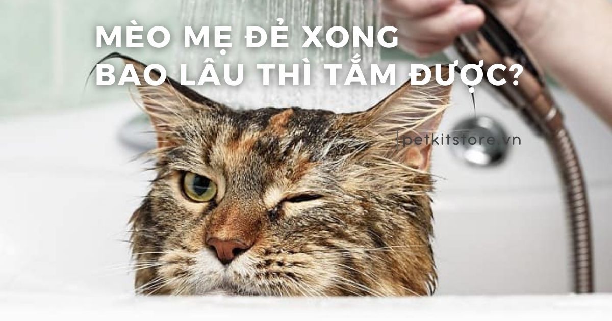 Mèo mẹ đẻ xong bao lâu thì tắm được?