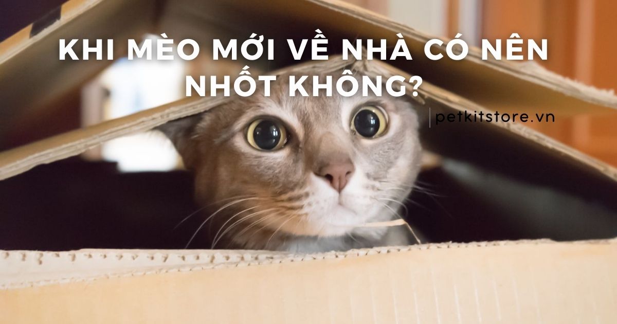 Khi mèo mới về nhà có nên nhốt không?
