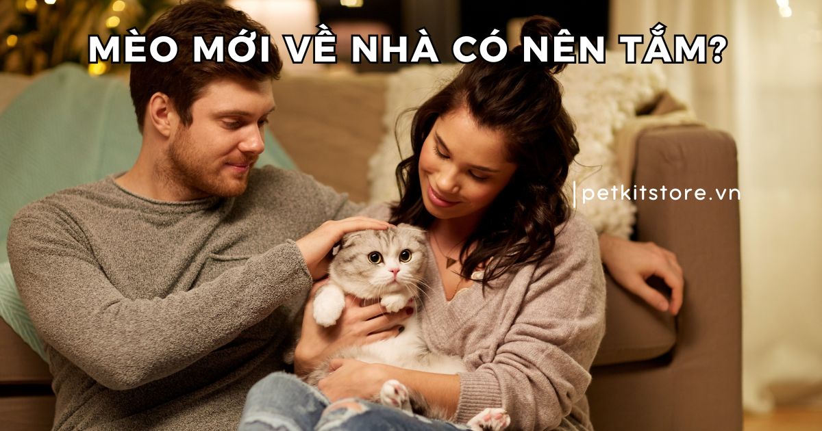 Góc giải đáp: Mèo mới về nhà có nên tắm?