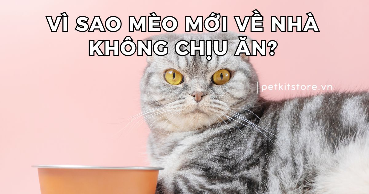 Vì sao mèo mới về nhà không chịu ăn?