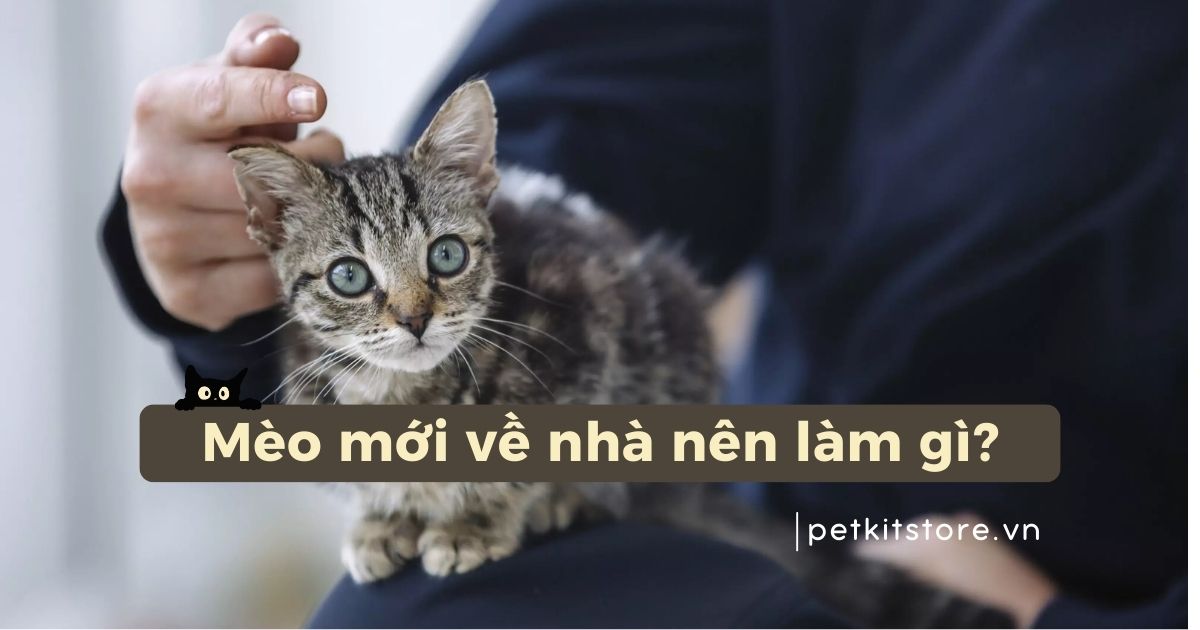 Mèo mới về nhà nên làm gì để các bé nhanh hòa nhập?