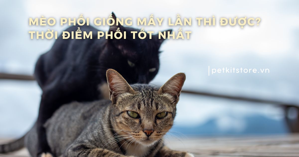Mèo phối giống mấy lần thì được? Thời điểm phối tốt nhất