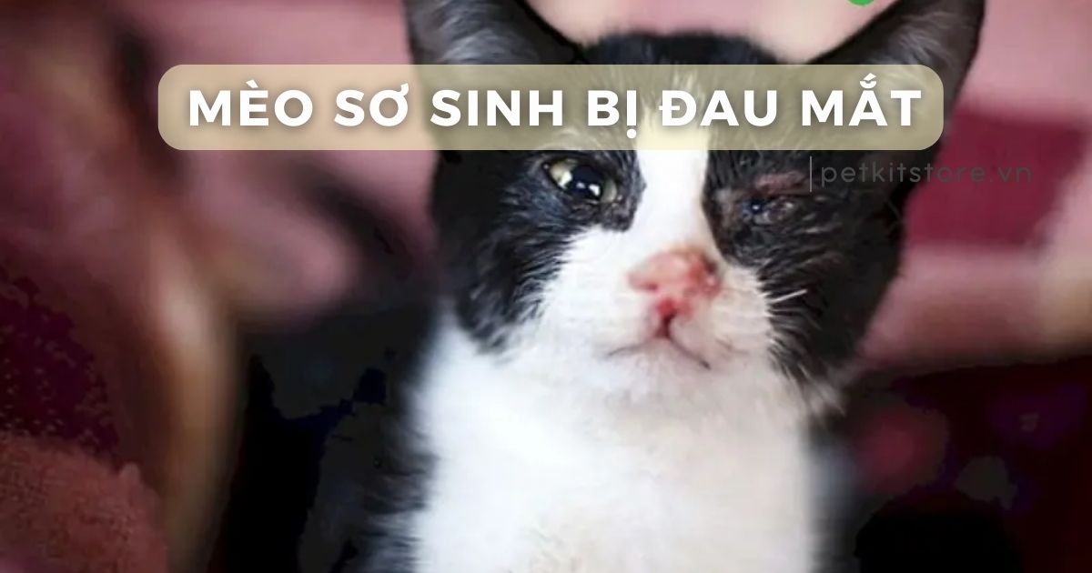 Mèo sơ sinh bị đau mắt: Nguyên nhân, dấu hiệu và cách xử lý