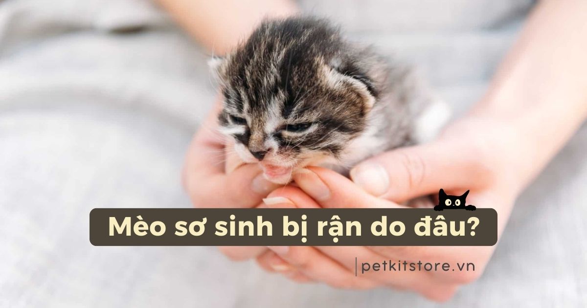 Mèo sơ sinh bị rận do đâu? Cách chữa tại nhà hiệu quả