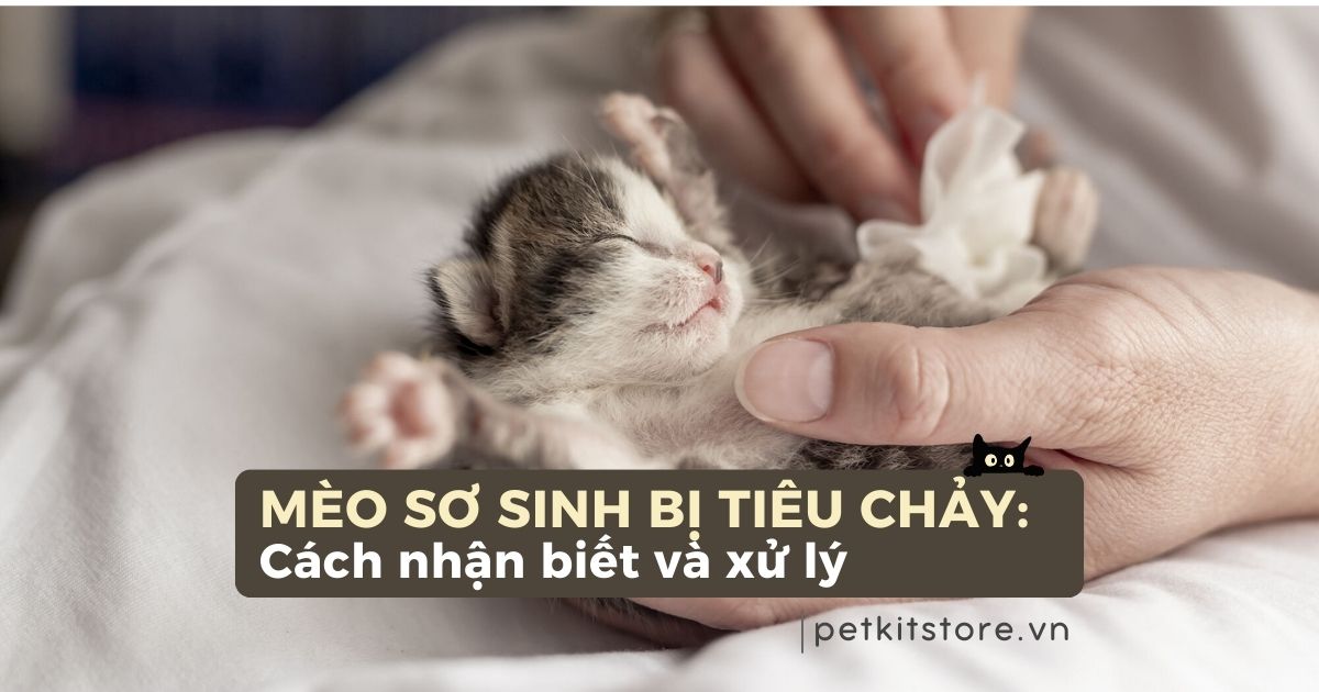 Mèo sơ sinh bị tiêu chảy: Cách nhận biết và xử lý đúng chuẩn