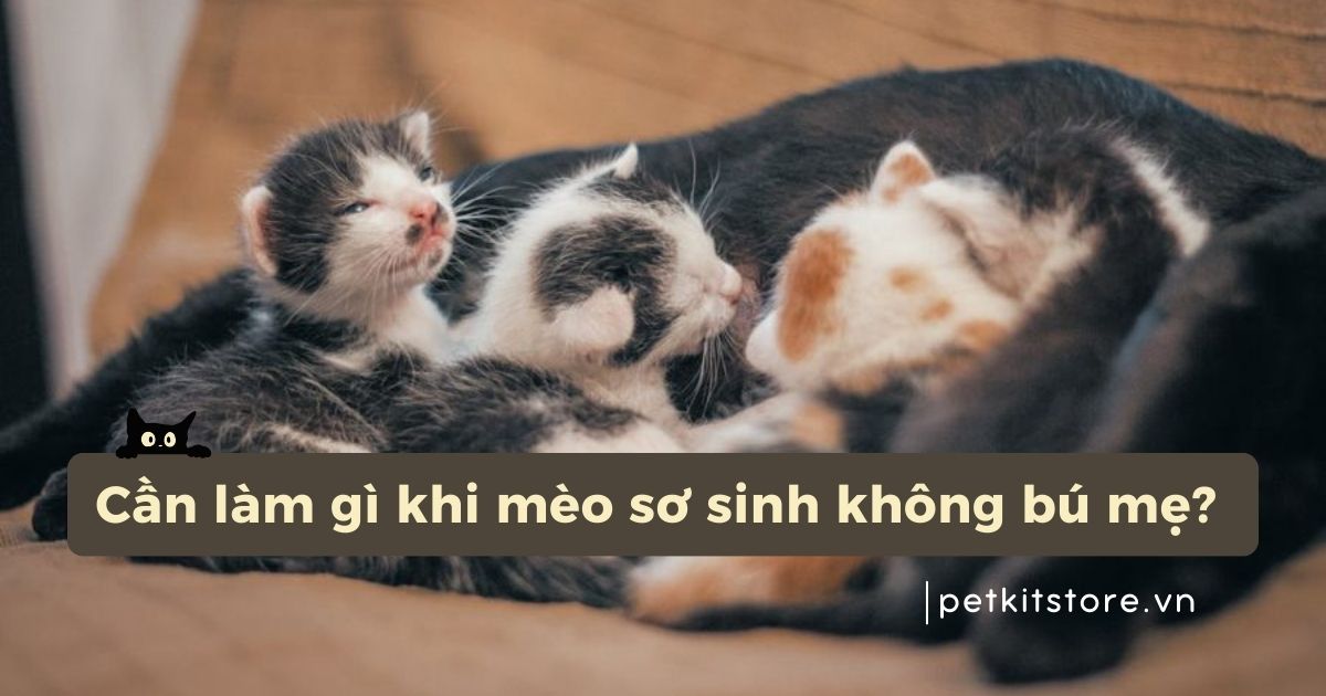 Sen cần làm gì khi mèo sơ sinh không bú mẹ?