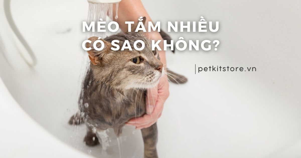 Mèo tắm nhiều có sao không? Tần suất như thế nào thì phù hợp?