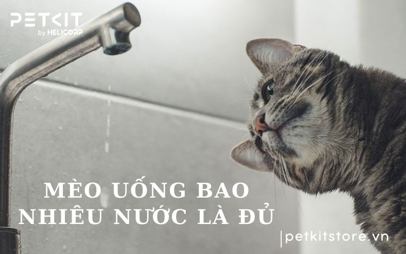 Mèo uống bao nhiêu nước là đủ để đảm bảo sức khỏe?