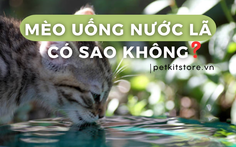 Mèo uống nước lã có sao không? Ảnh hướng như thế nào với mèo?