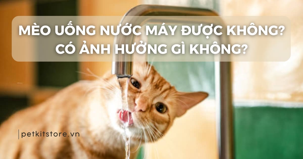 Mèo uống nước máy được không? Có ảnh hưởng gì không?