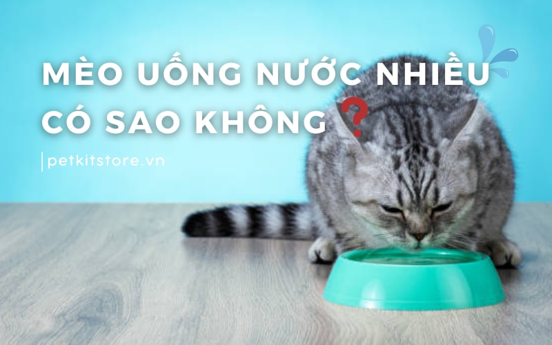 Mèo uống nước nhiều có sao không?