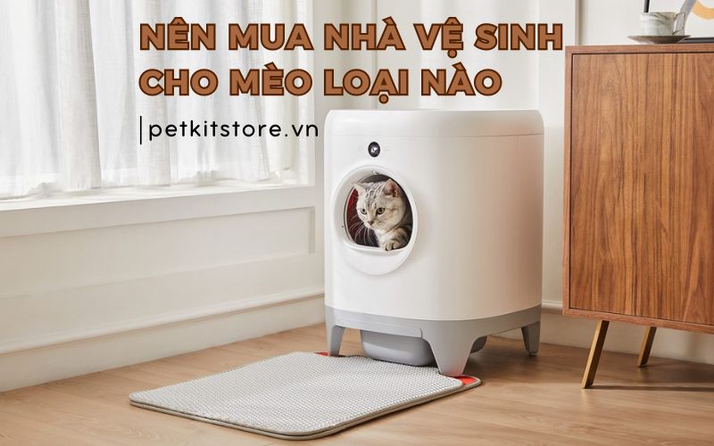 Nên mua nhà vệ sinh cho mèo loại nào? Gợi ý máy dọn phân mèo tốt nhất