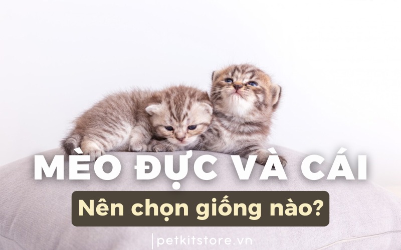 Nên nuôi mèo đực hay cái? Hướng dẫn chi tiết cho người yêu mèo