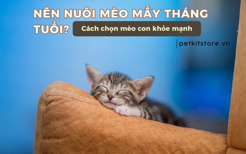 Nên nuôi mèo mấy tháng tuổi? Cách chọn mèo con khỏe mạnh