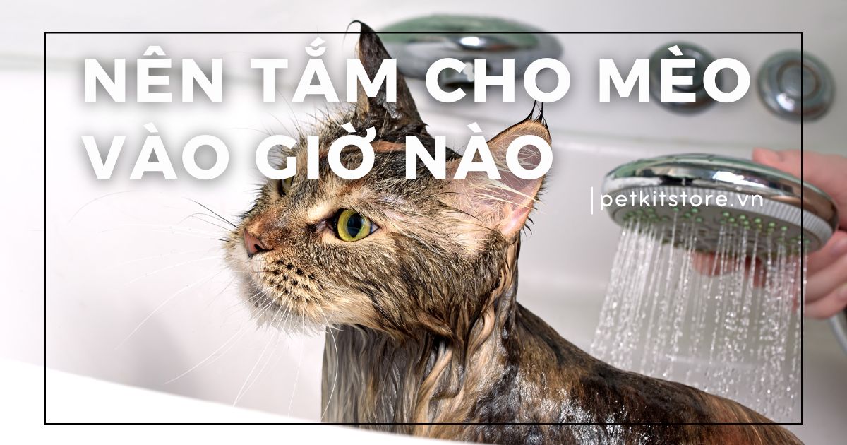 Nên tắm cho mèo vào giờ nào thì phù hợp?