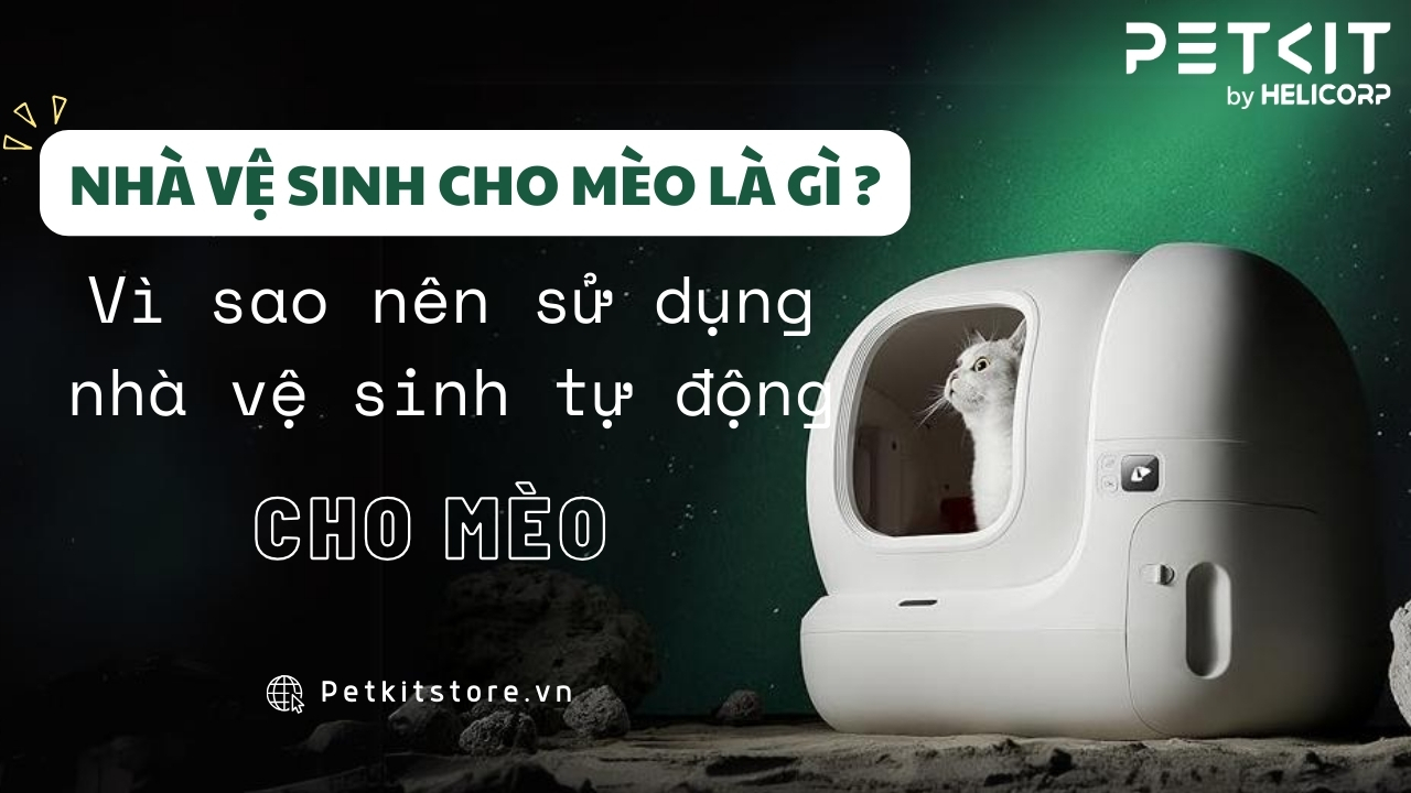 Nhà vệ sinh cho mèo là gì? Vì sao nên sử dụng nhà vệ sinh tự động cho mèo