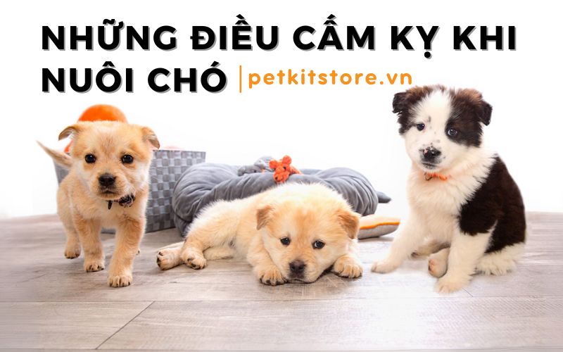 Top những điều cấm kỵ khi nuôi chó mà mọi SEN nên biết