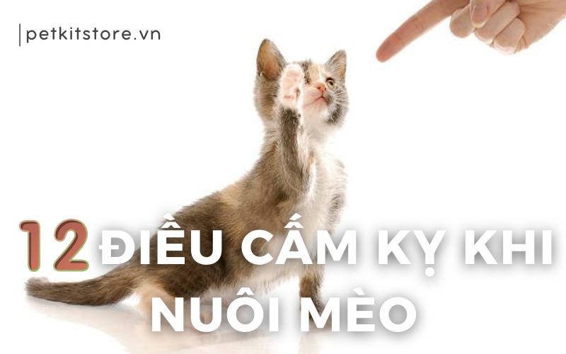 Những điều cấm kỵ khi nuôi mèo mà mọi Sen cần nắm