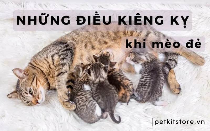 Những điều kiêng kỵ khi mèo đẻ mà các Sen cần lưu ý