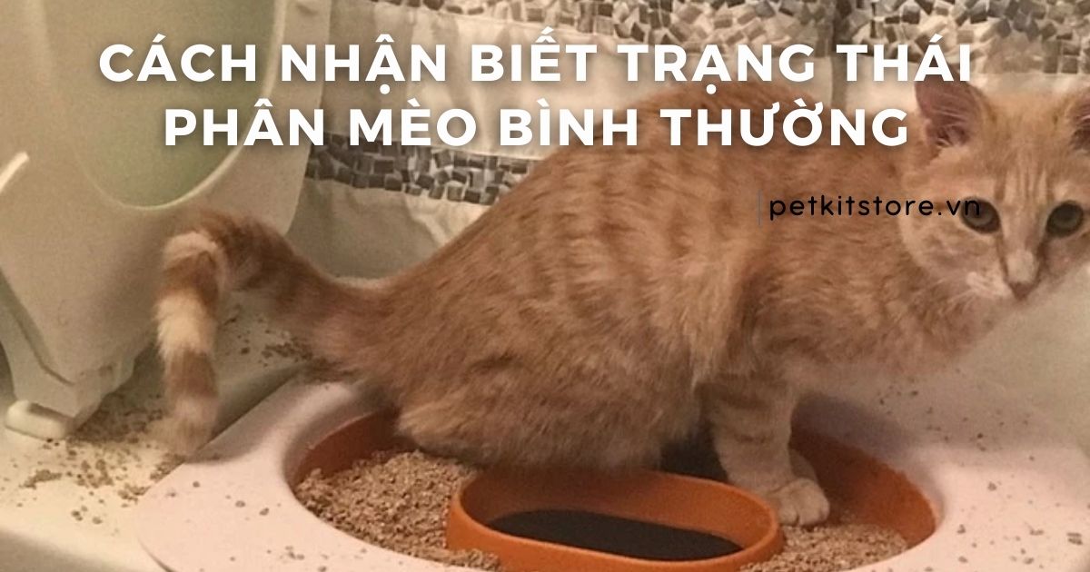 Cách nhận biết trạng thái phân mèo bình thường