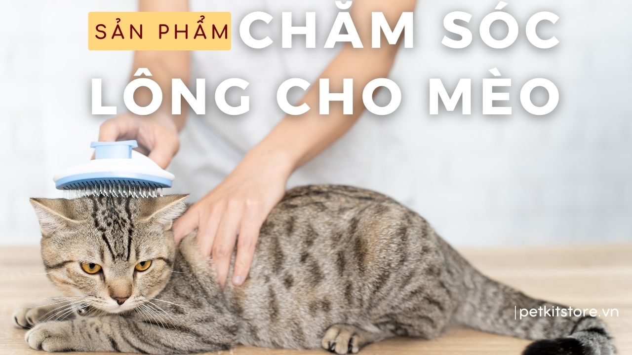Chăm sóc lông cho mèo thì nên trang bị những loại đồ dùng nào?