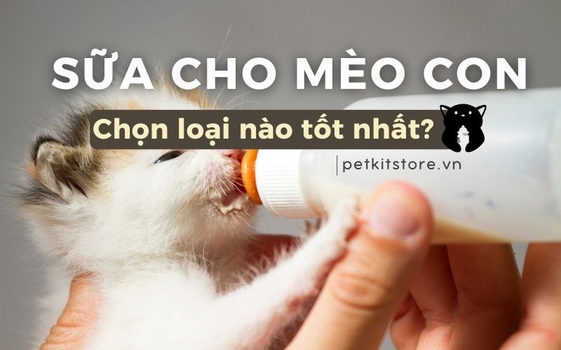 Sữa cho mèo con: Chọn loại nào tốt nhất?