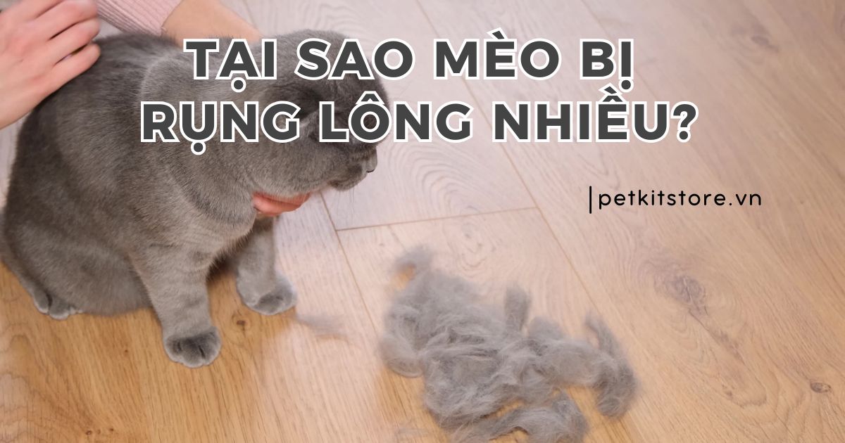 Tại sao mèo bị rụng lông nhiều? Cách xử lý đúng nhất!