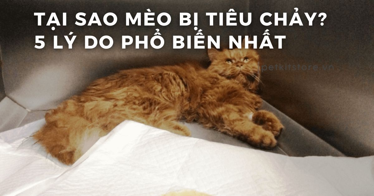 Tại sao mèo bị tiêu chảy? 5 lý do phổ biến nhất