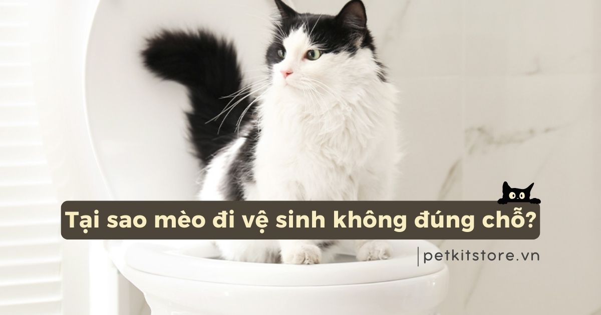 Sen có biết: Tại sao mèo đi vệ sinh không đúng chỗ?