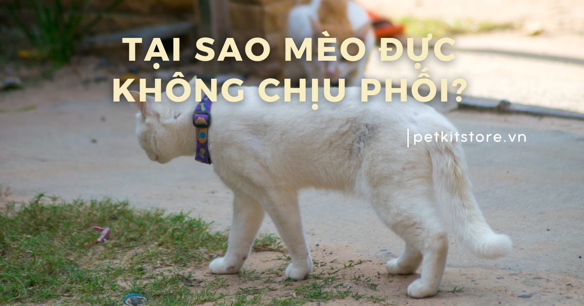 Tại sao mèo đực không chịu phối giống?